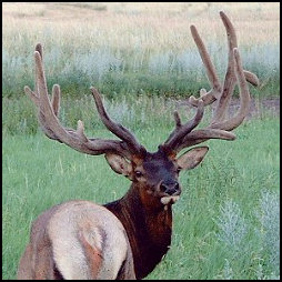 Regal Rocky Mountain Elk Bull